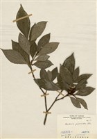 藏品(山黃梔)的圖片